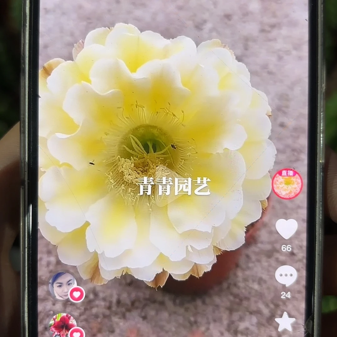 彩草心形黄白6公分