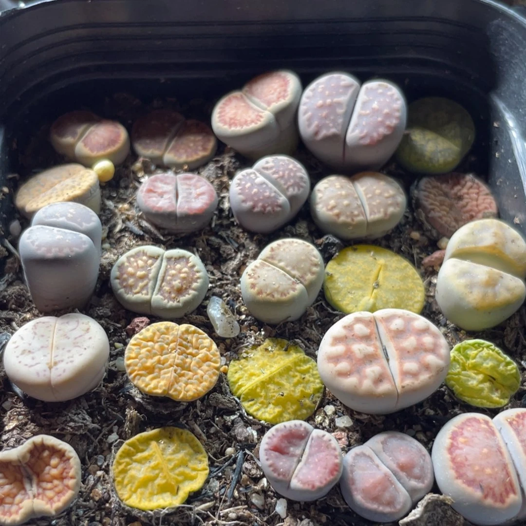 大盆特价一物一拍～23