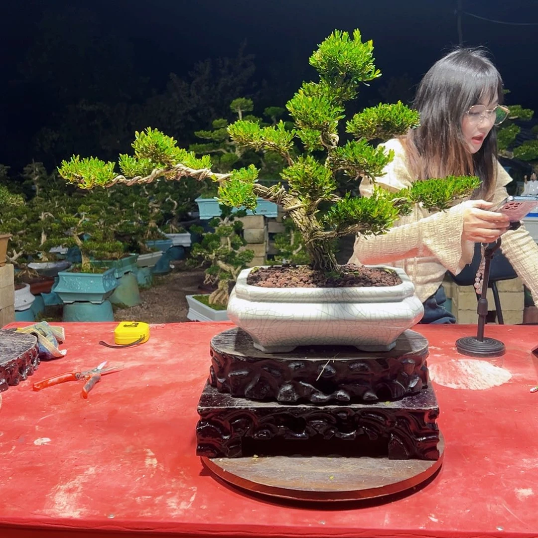 无花朵广东黄杨盆景