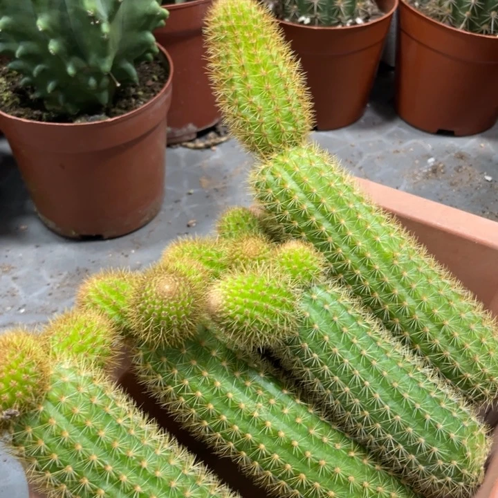 双色金妞侧芽米奇头