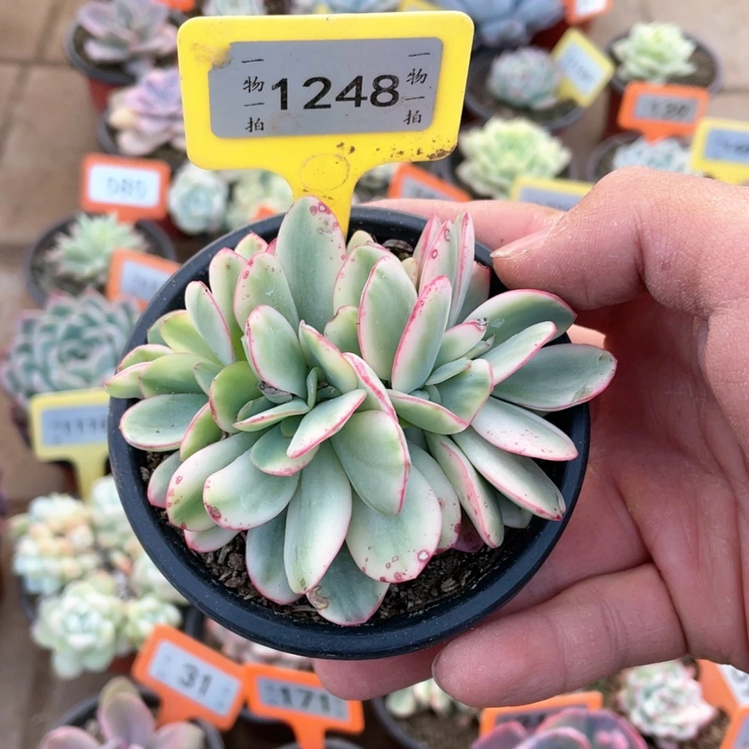 【闪购商品】丽*姐1248号