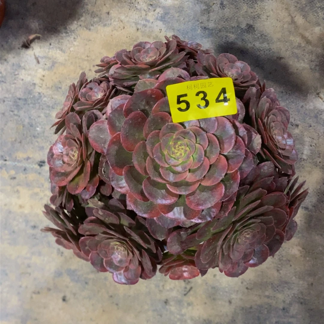 可**丁多肉火狐534000