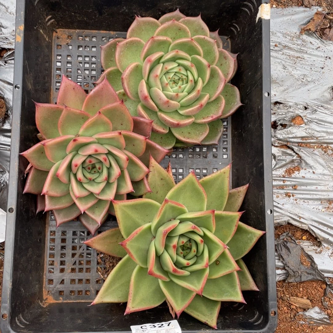 无花朵若如东云组拍E156