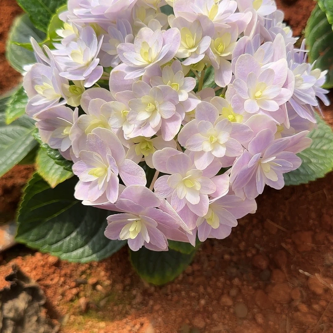 绣球切花一物一拍3枝起包邮，38