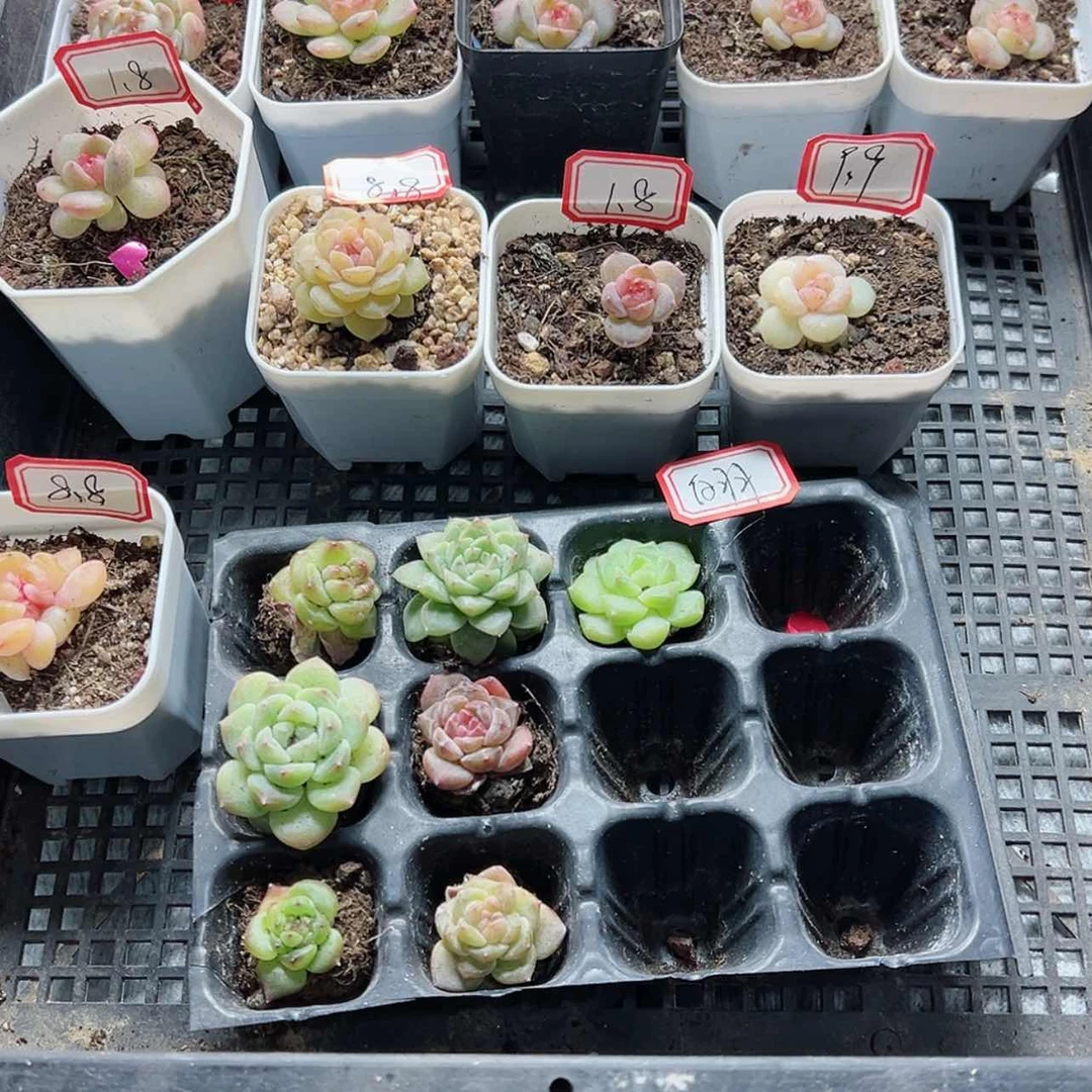 【闪购商品】白***湾831 15颗 星星星星