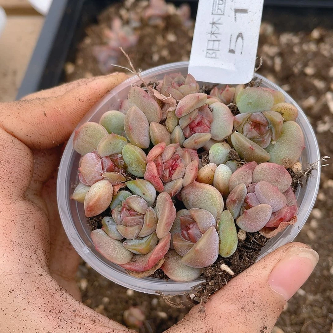 多肉植物多肉植物511