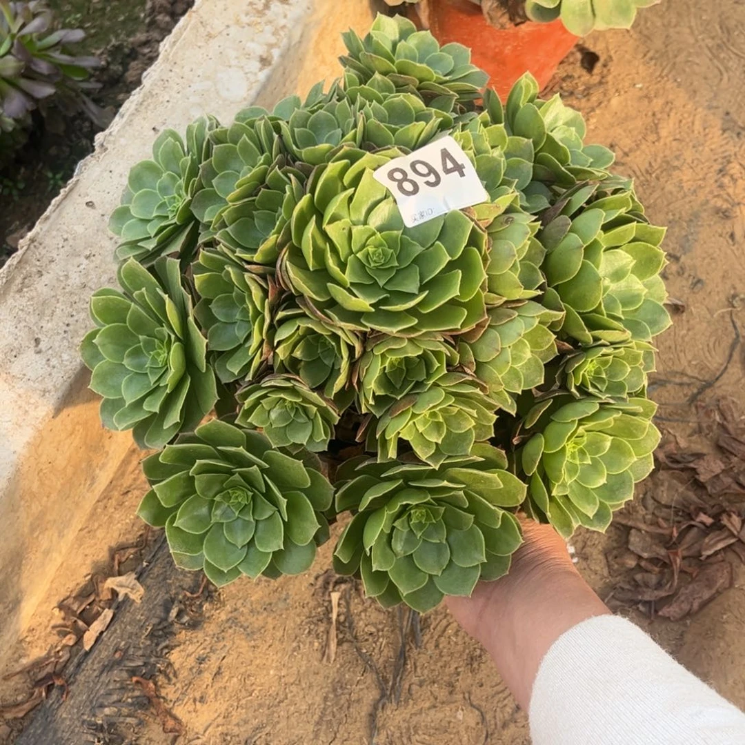 万圣夜894不包断枝