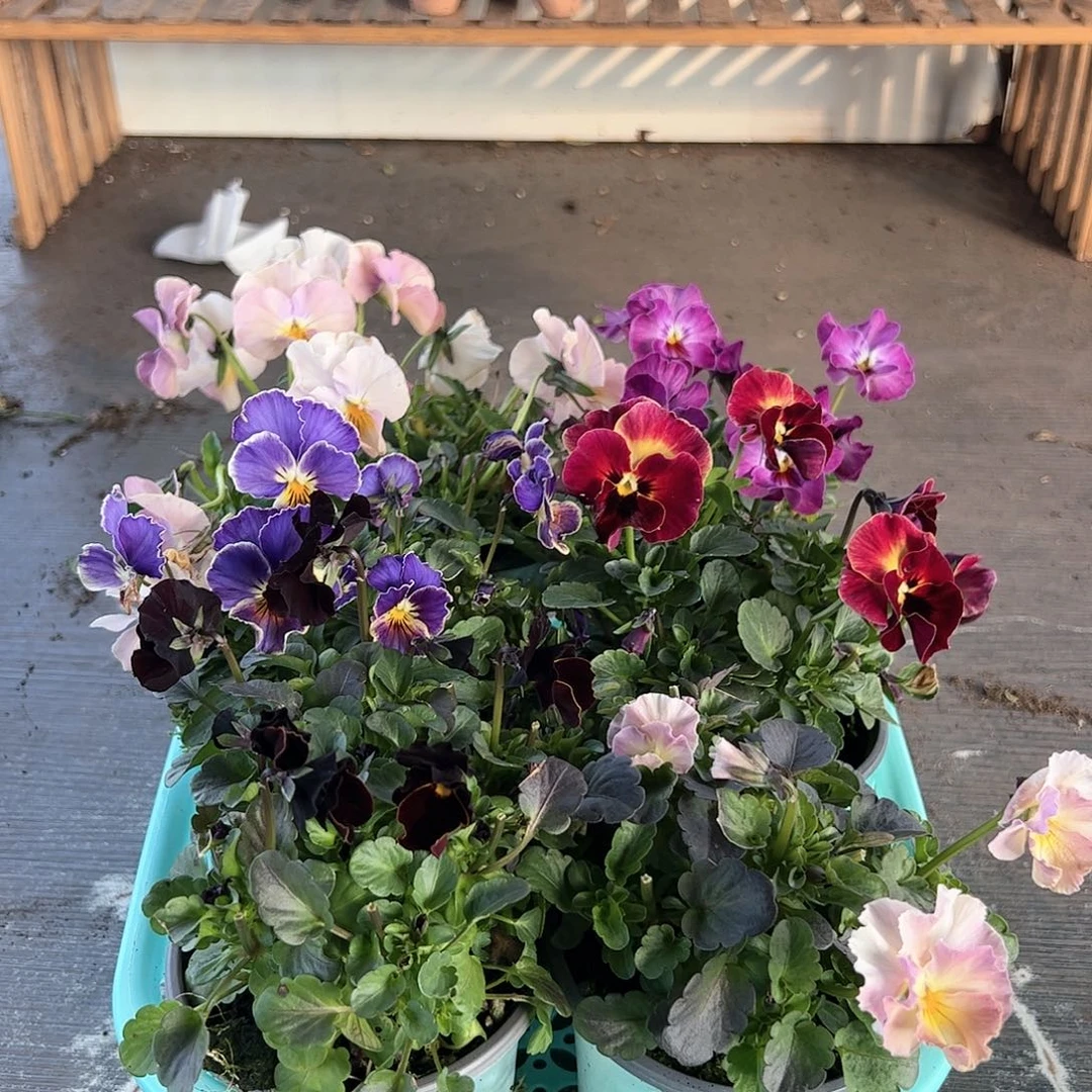 【闪购商品】155号