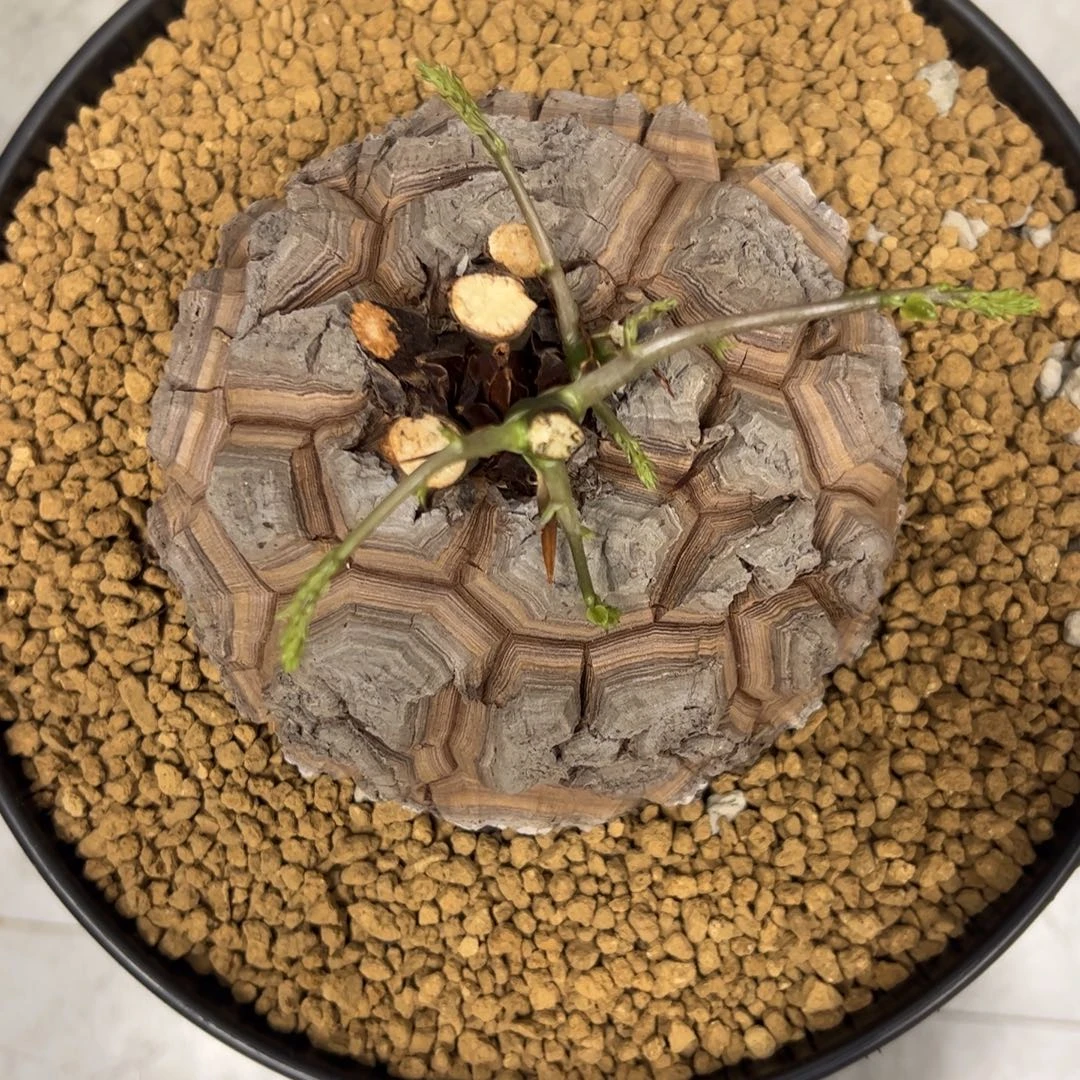 精品盆栽养定的龟甲龙1133号