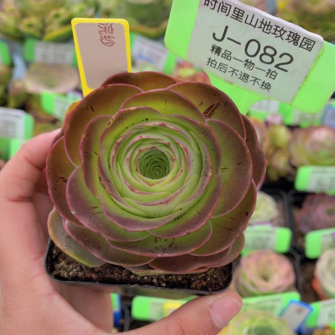 浣纱玫瑰一物一拍J082