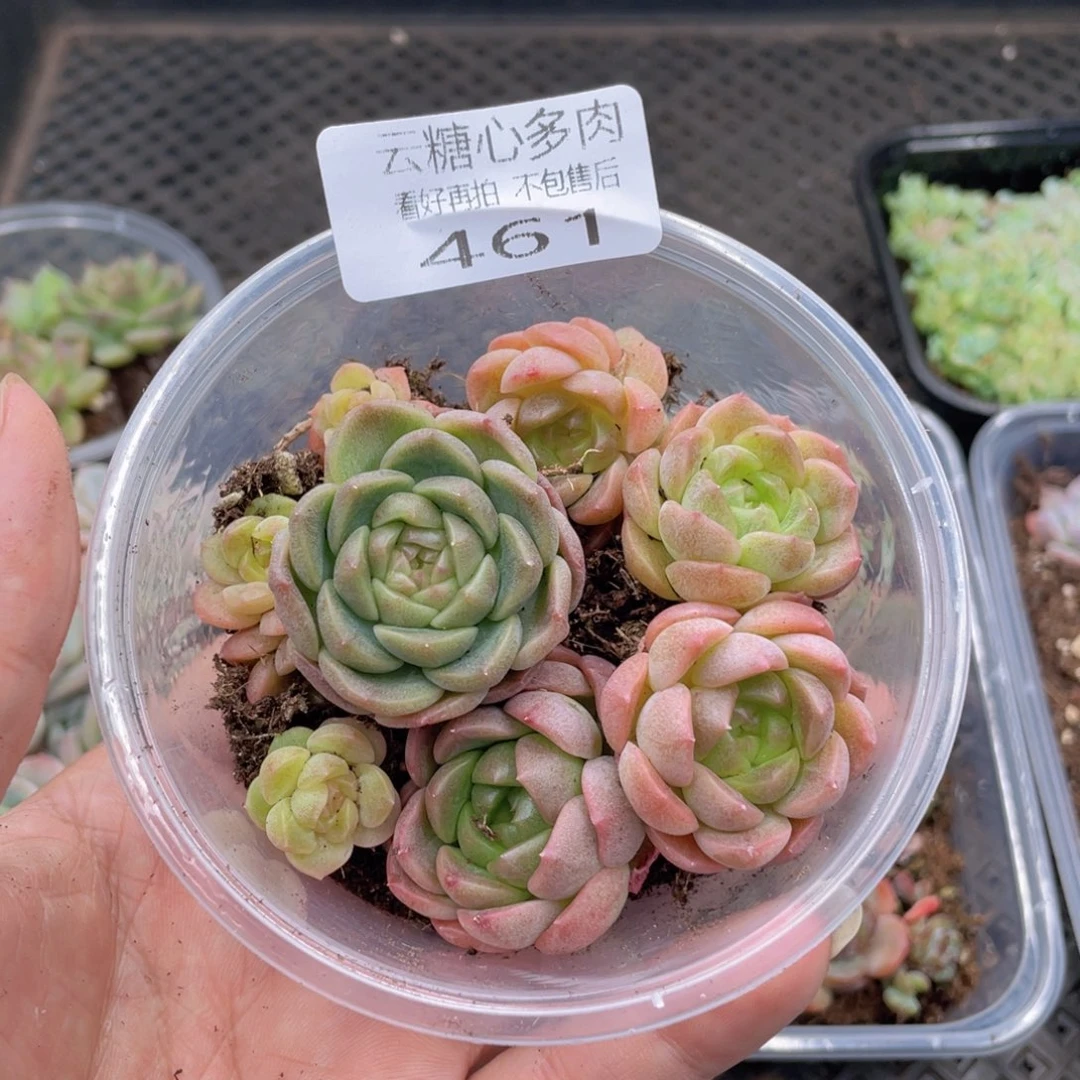 云糖心多肉植物461