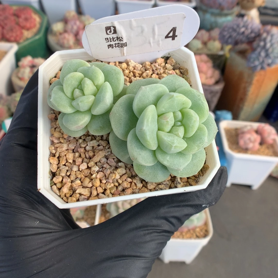 4 双头翡翠绿冰玉石化