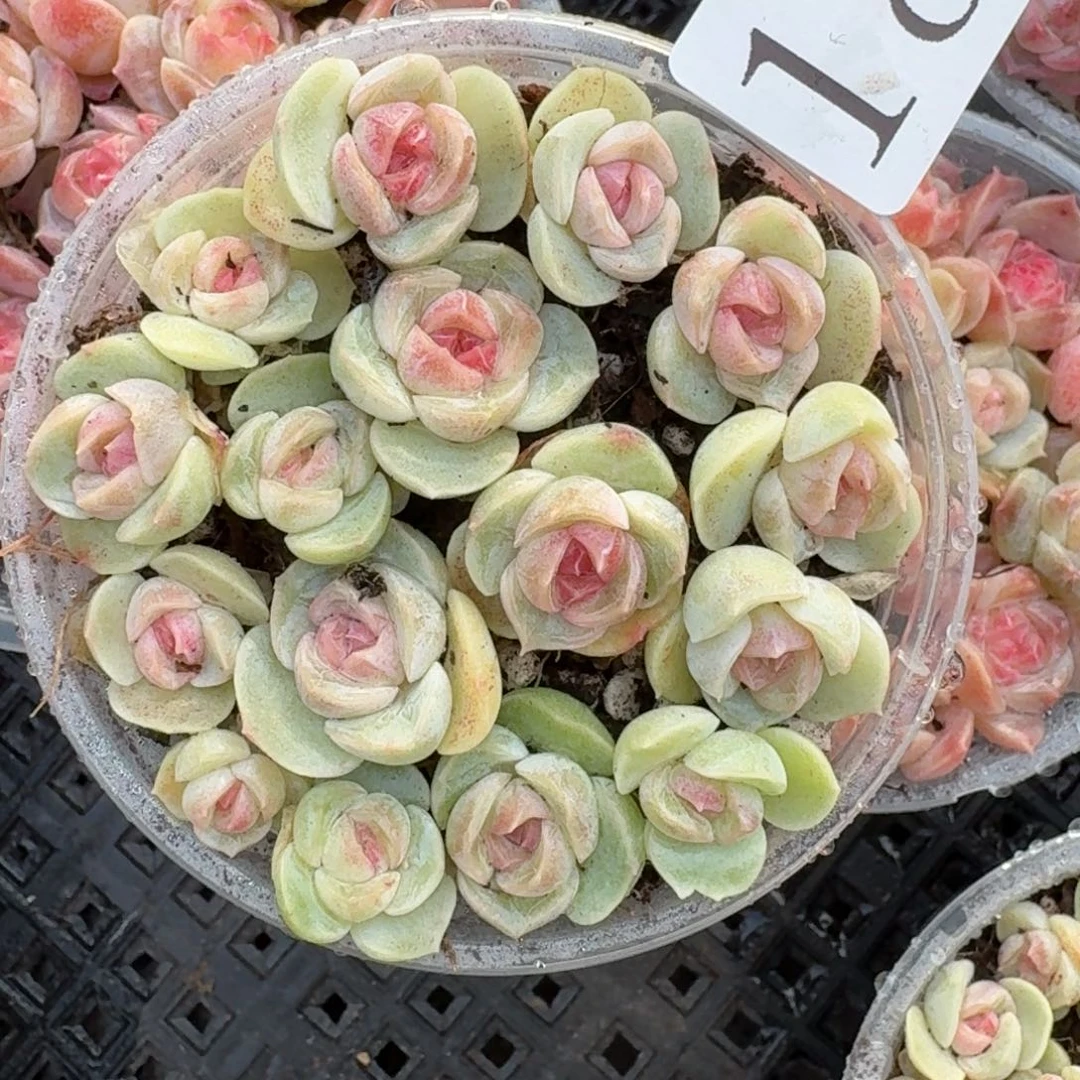 多肉植物多肉植物187