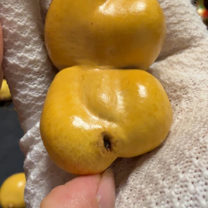 贝***利66665566666666666