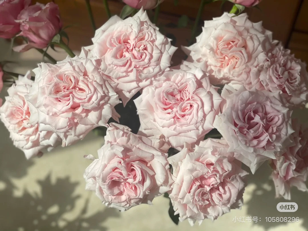 【微风精选】念奴娇玫瑰10/20枝-1单中通 2单京东包邮！