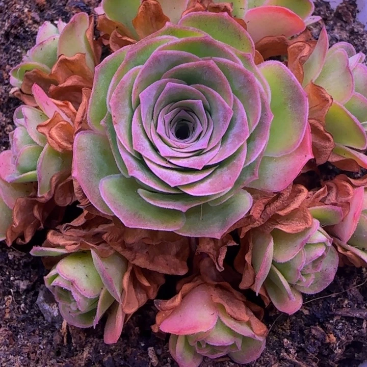 幻影捧花7厘米1134343434353