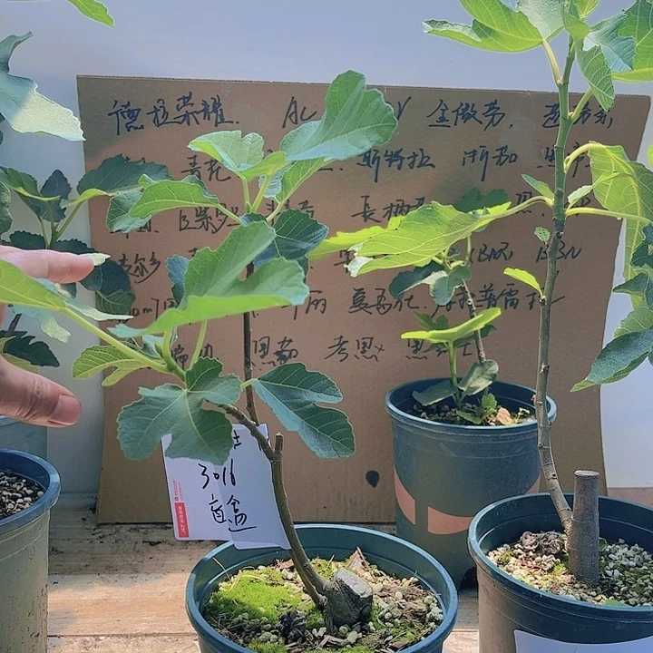 无花朵小状状拍下的竞拍盲盒