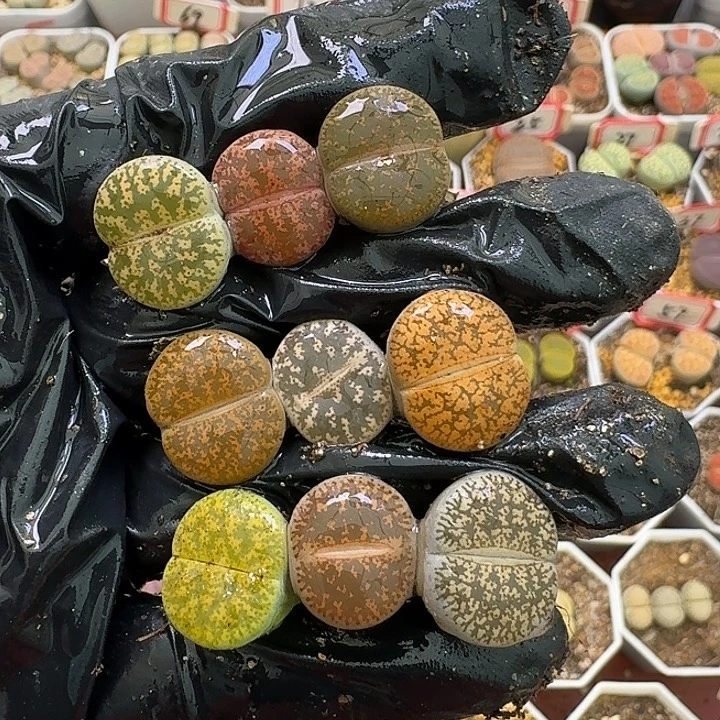 生石花3:：。在。 321号