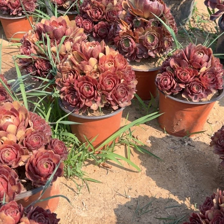 红魔亮牌小2福利不包售后