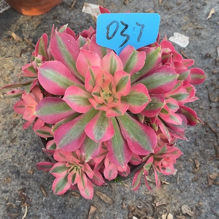 037 一颗粉女郎法师多肉