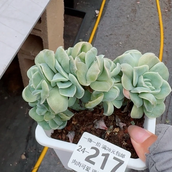 可爱玫瑰缀化无盆土发货无