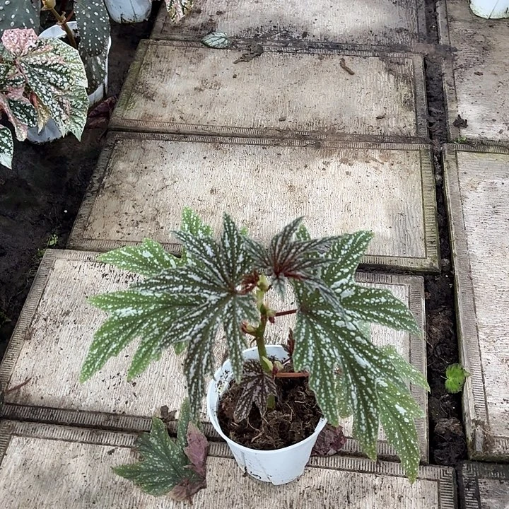 完全开放黑霜秋海棠