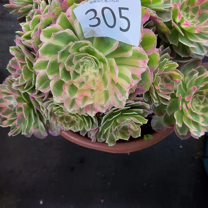 多肉植物福利来305个