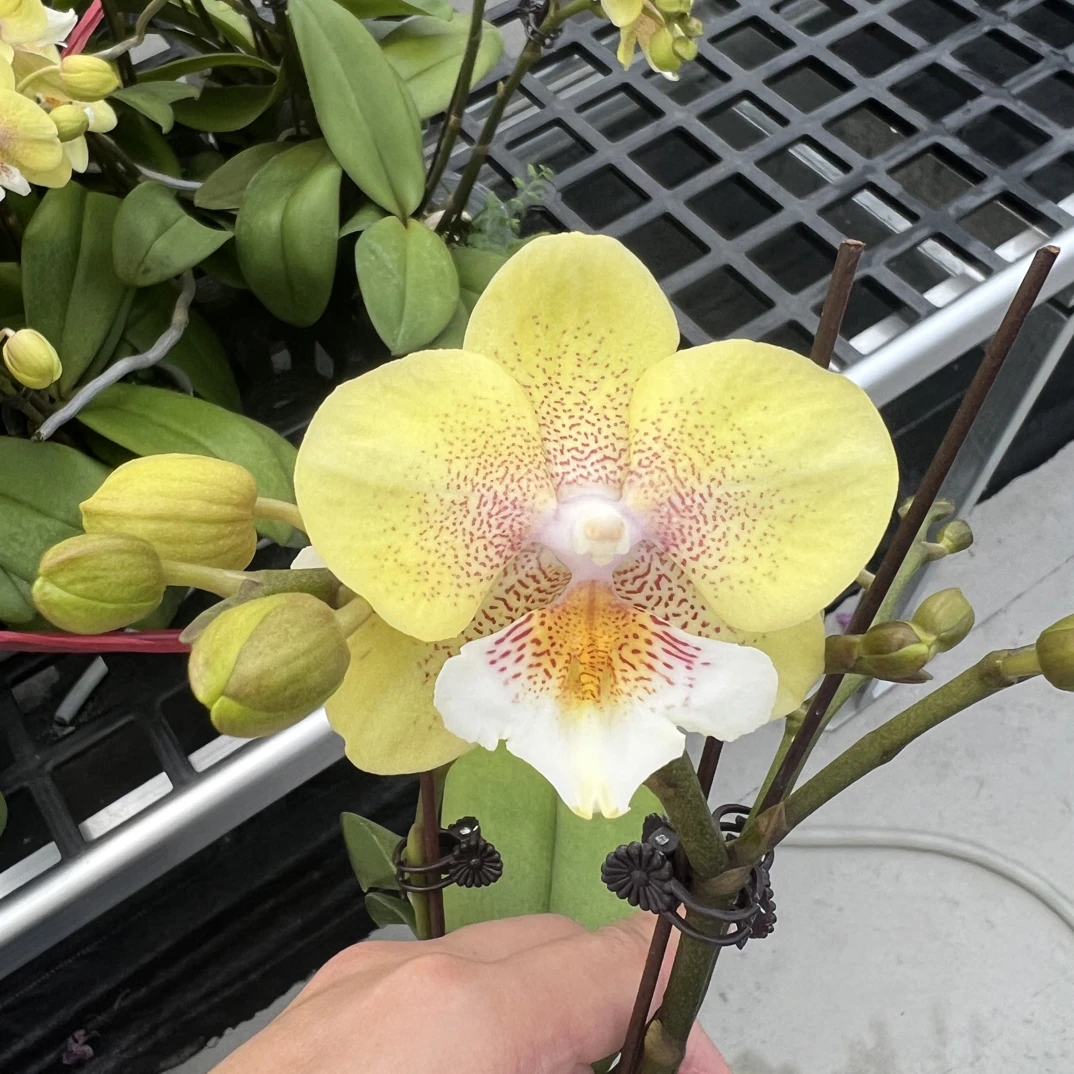富豪优选（爆米花）蝴蝶兰花期长好养护