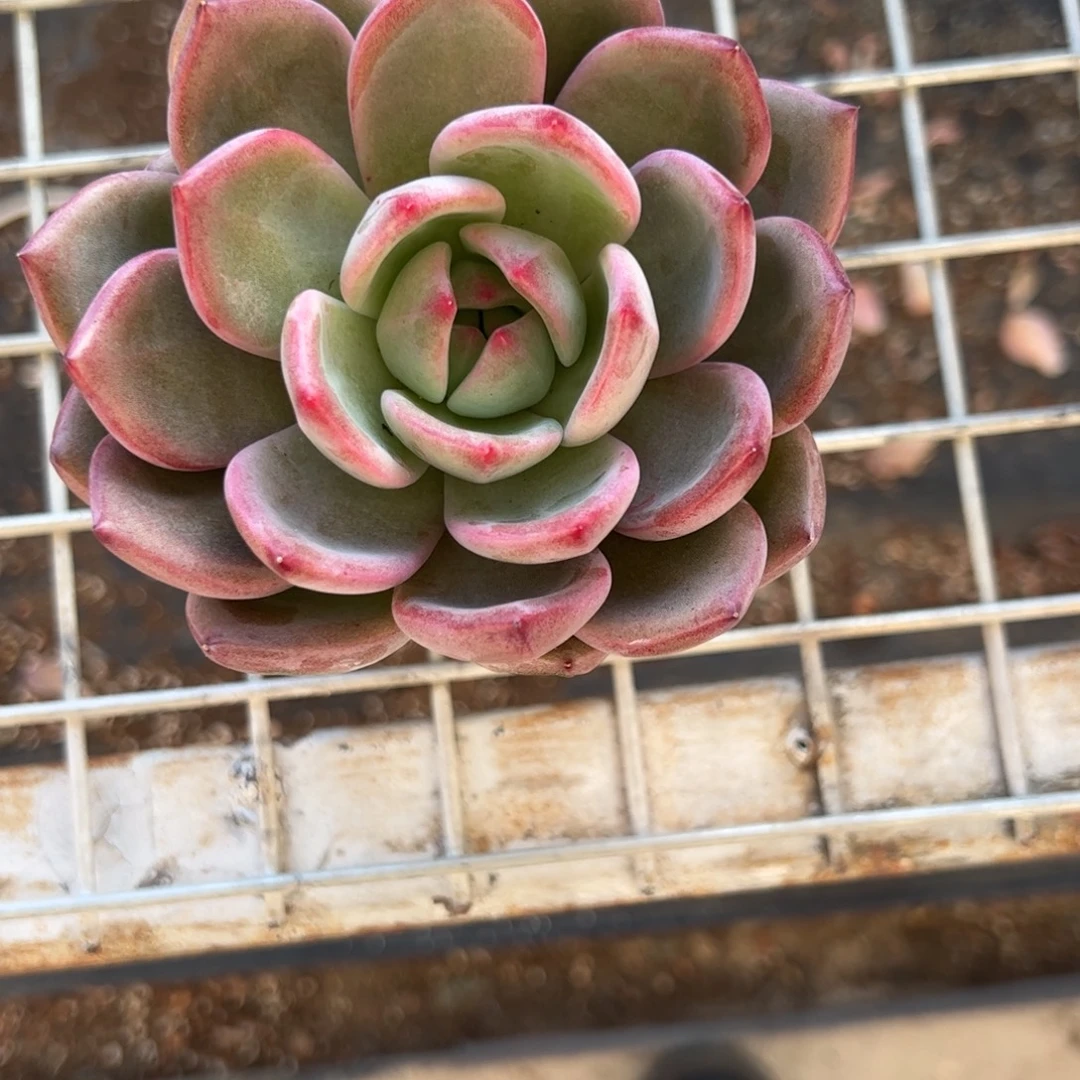 酒红香槟多肉植物