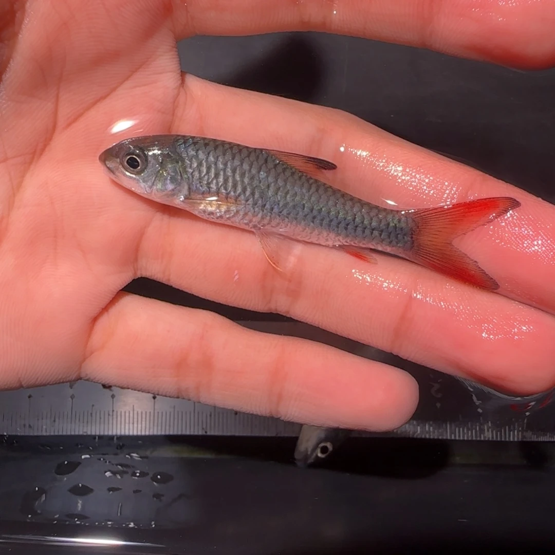 海水鱼蓝旗彩虹非洲蓝彩