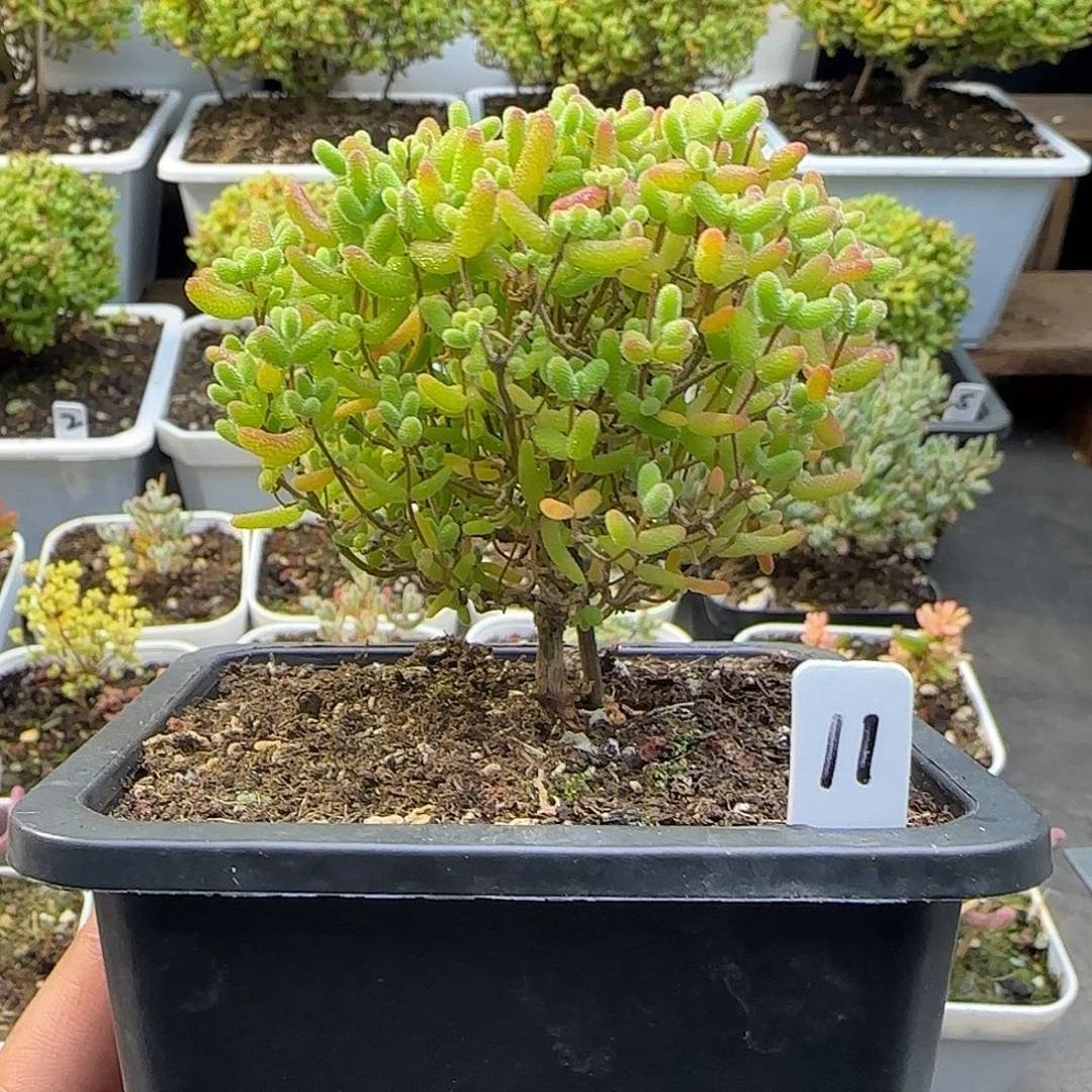 蜜橘糖球一物一拍