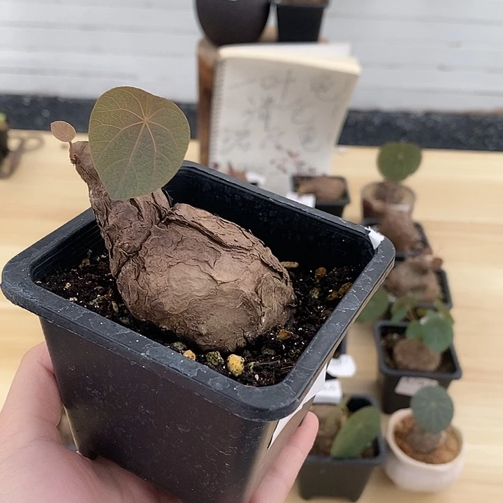 用***7一叶龟一物一拍不包叶损