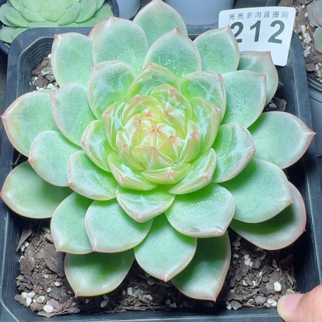 海洋之心珍妮            精美多肉植物