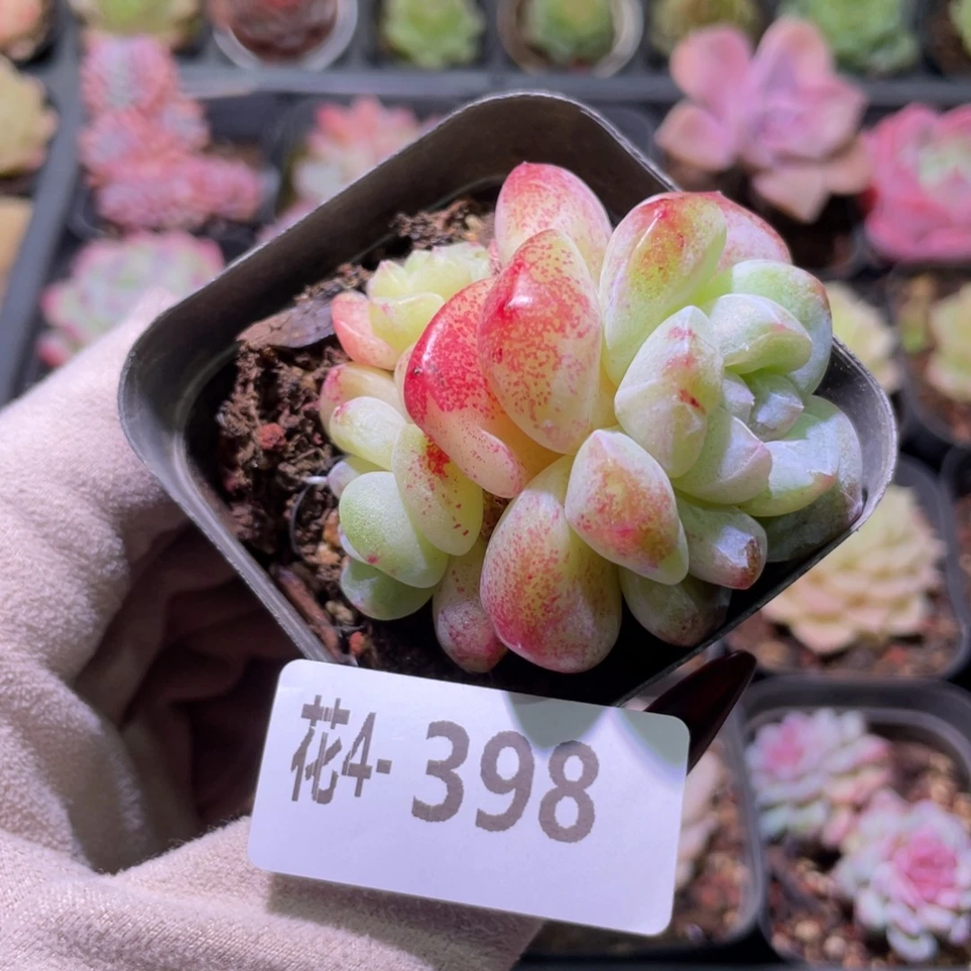 花利美4-398冰玉石化