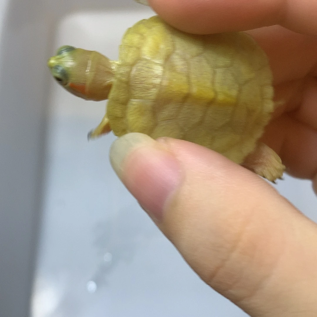 不分公母巴西彩龟