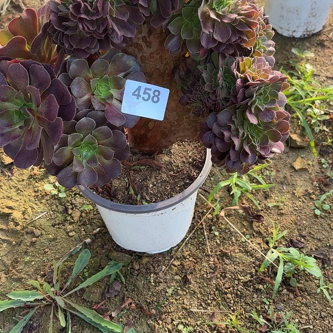 欧紫缀断枝不包458