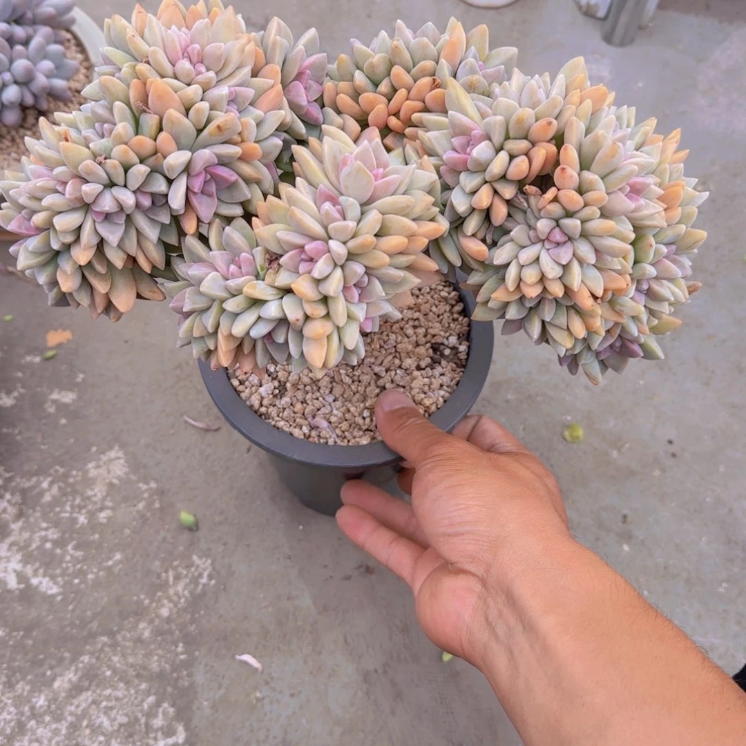 Q***i多肉植物淡雪缀40