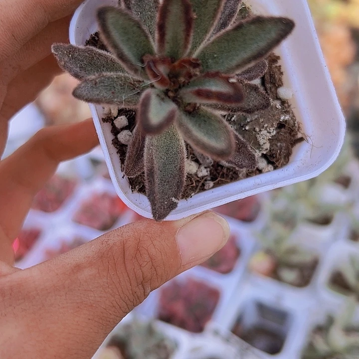 黑兔儿多肉植物19包邮