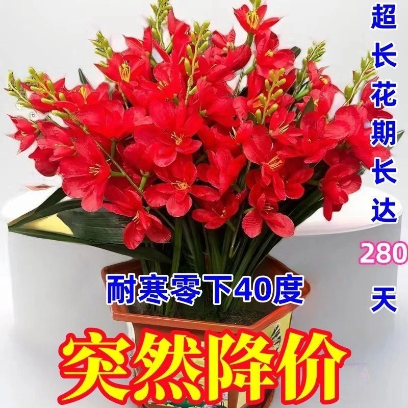 【首单直降】新品晚香玉球根驱蚊四季开花重瓣大花浓香型花卉盆栽好