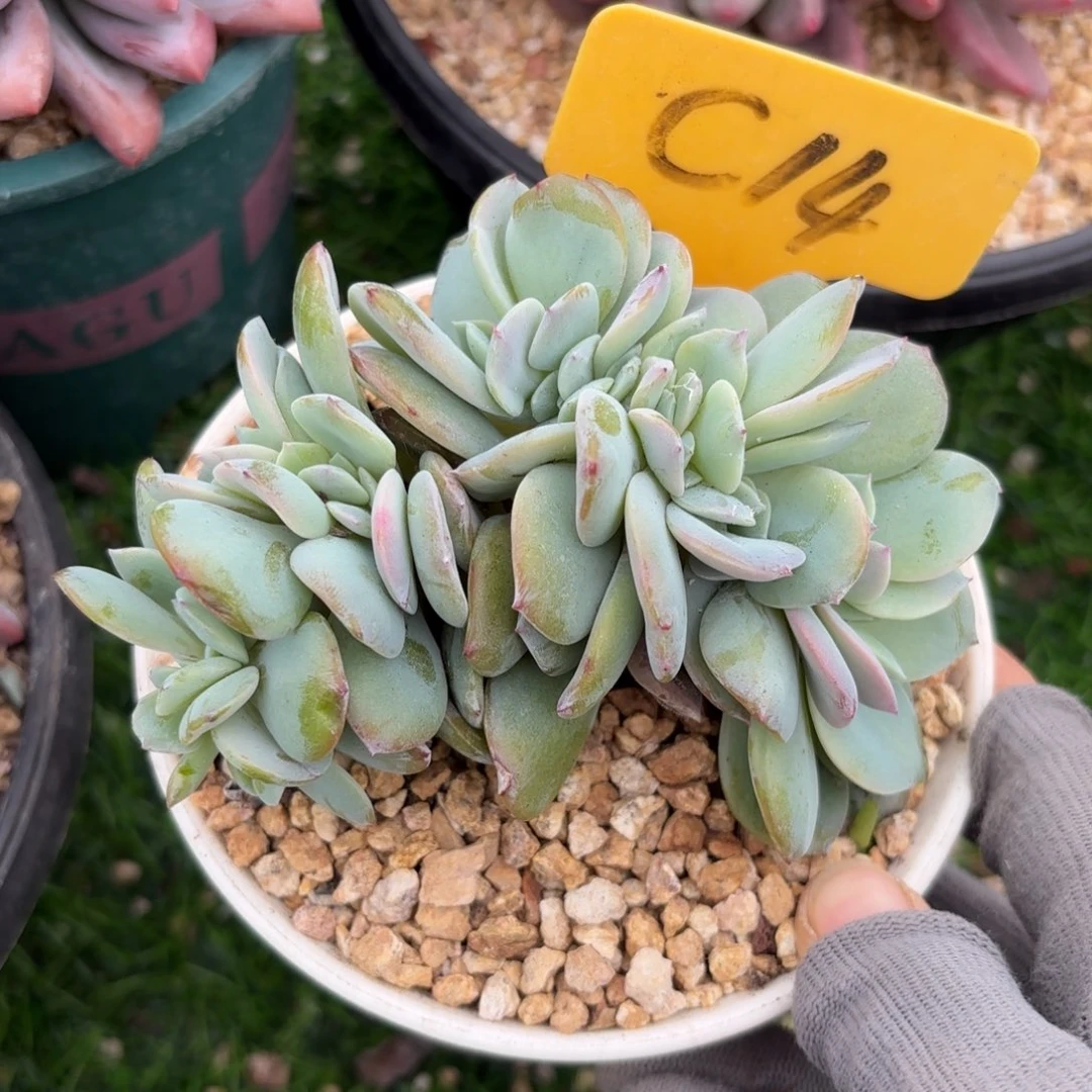 白凤缀88888888888888