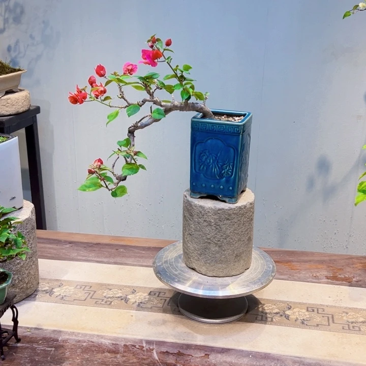 江***郎完全开放中国红三角梅