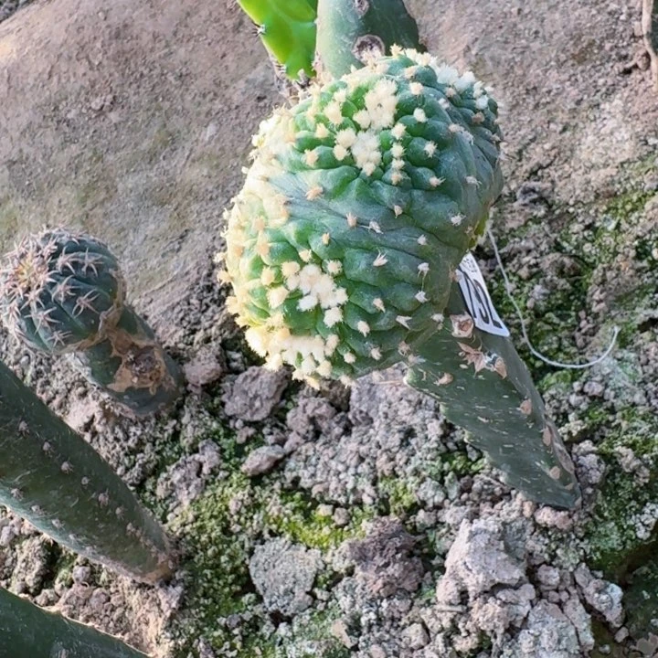 792福利仙缀仙人球