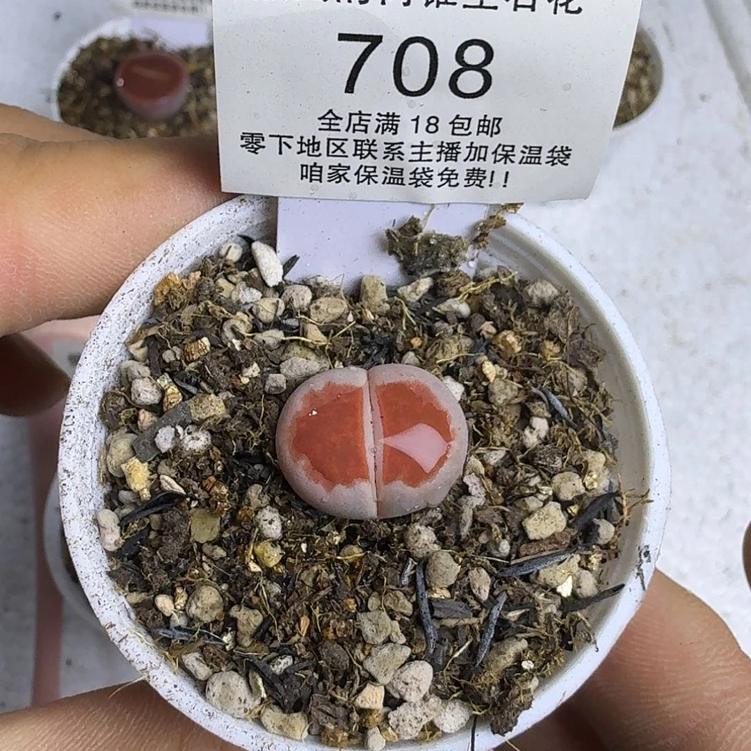 708盆口5公分 满18包邮