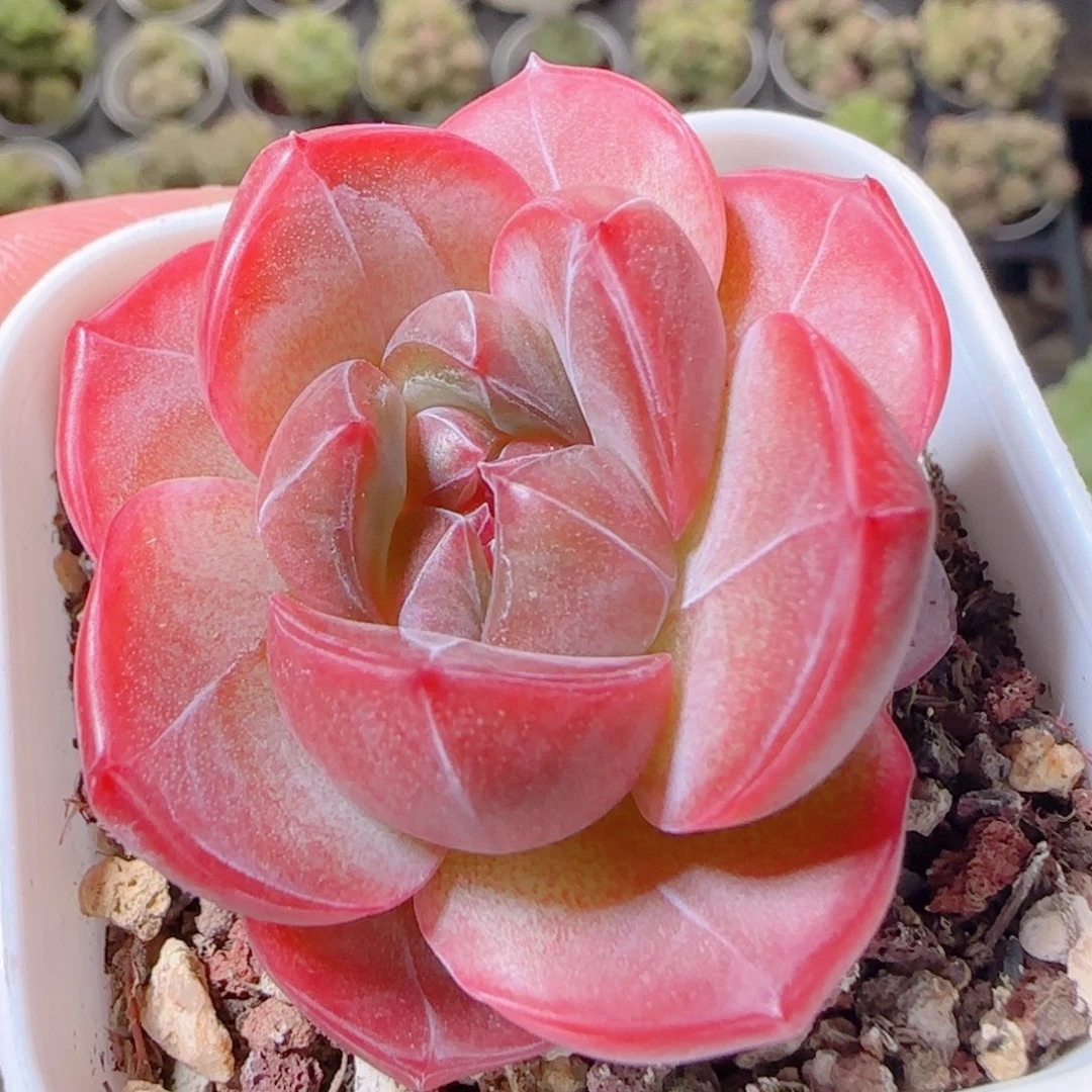 花语逸镜1031-293