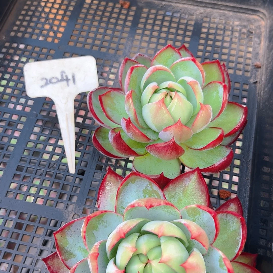 惊鸿仙子两颗2041号