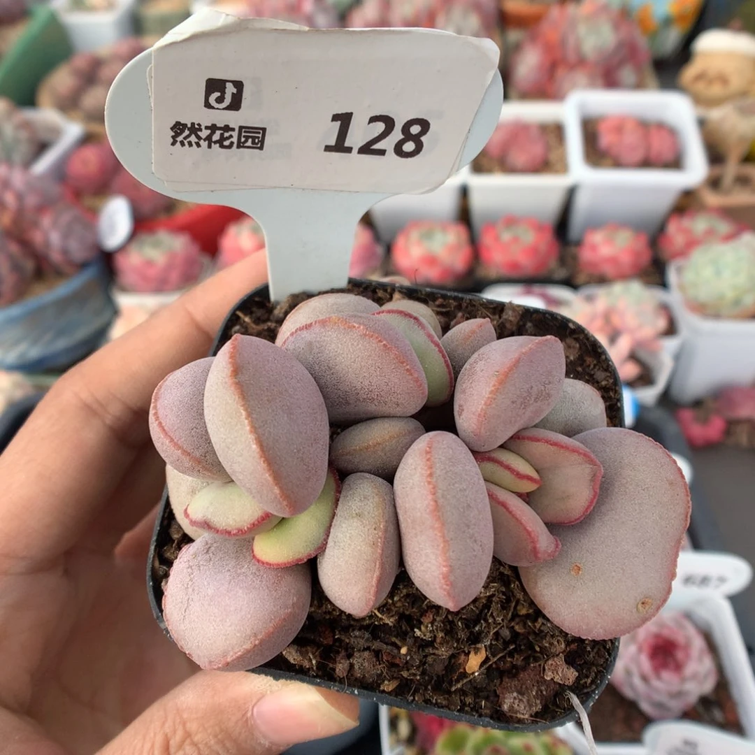 128红蛋多肉植物