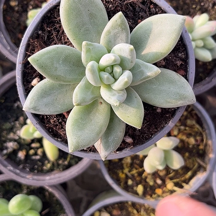 波光 多肉尺寸9厘米