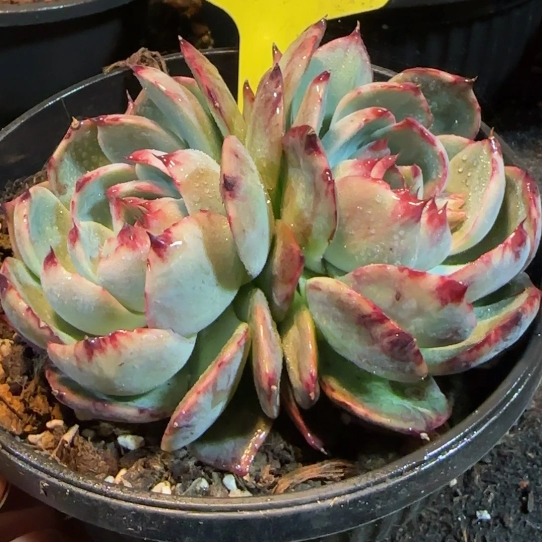 惊鸿一物一拍包装收缩花旱290