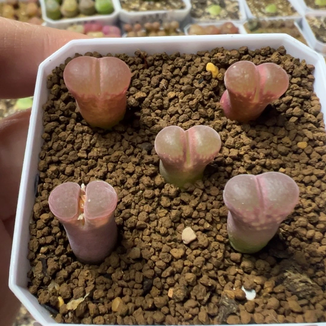 151日本原株裸根发货