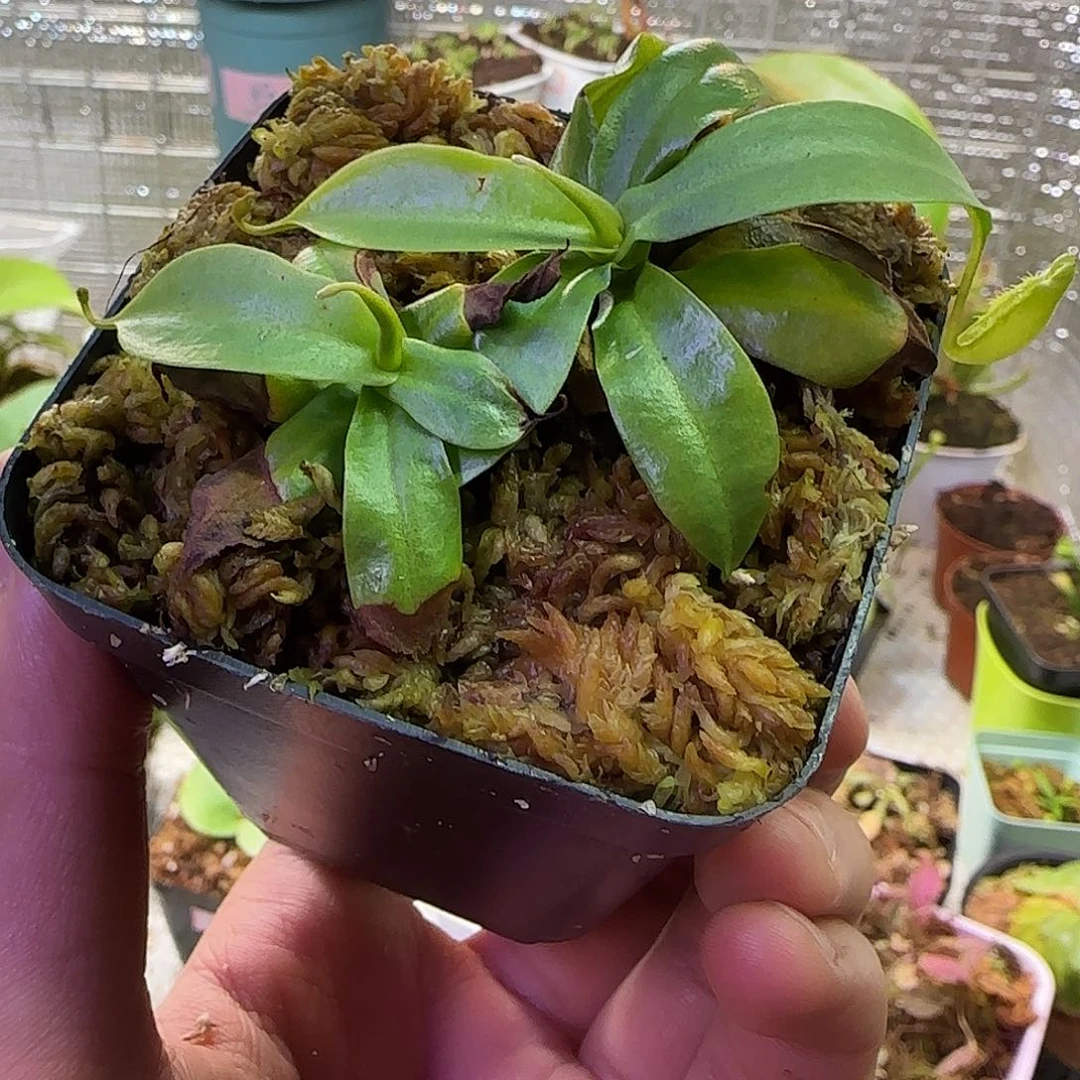 无花朵专拍红诺斯